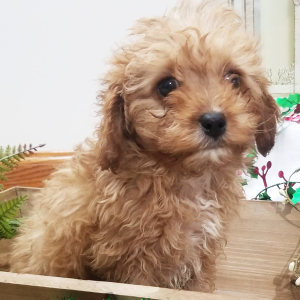 Cavapoo Puppy Bently