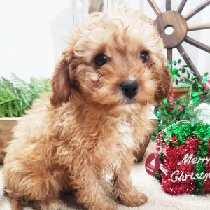Cavapoo Puppy Bently