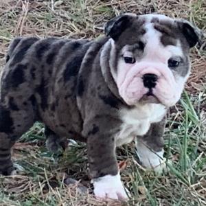 Bulldog Puppy Edna