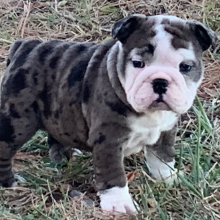 Bulldog Puppy Edna