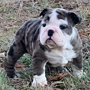 Bulldog Puppy Edna