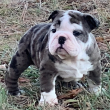 Bulldog Puppy Edna