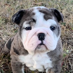 Bulldog Puppy Edna
