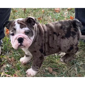 Bulldog Puppy Edna