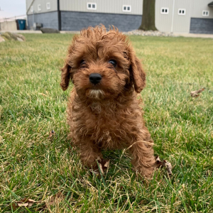 Cavapoo Puppy Aiden