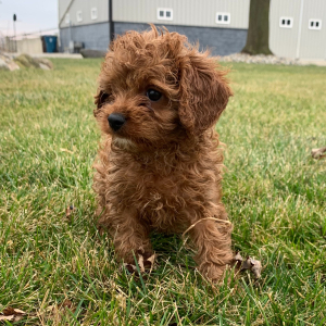 Cavapoo Puppy Aiden