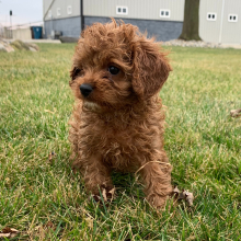 Cavapoo Puppy Aiden