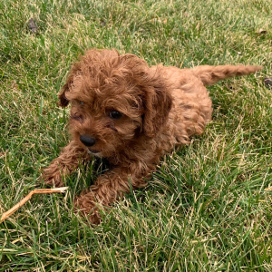 Cavapoo Puppy Aiden