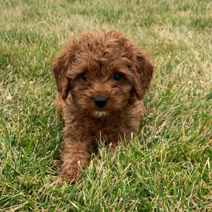 Cavapoo Puppy Aiden