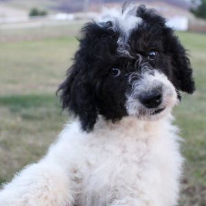 Poodle Puppy Macy