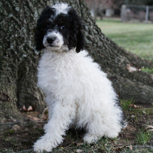Poodle Puppy Macy