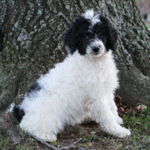 Poodle Puppy Macy