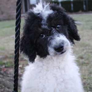 Poodle Puppy Macy