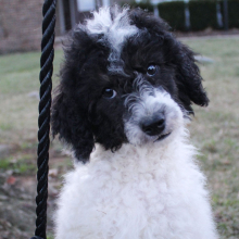 Poodle Puppy Macy