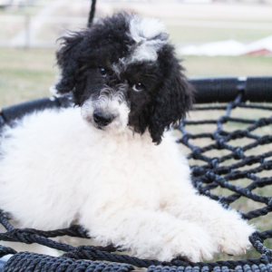 Poodle Puppy Macy
