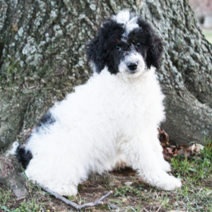 Poodle Puppy Macy