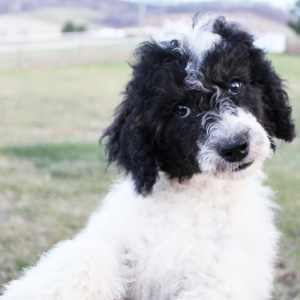 Poodle Puppy Macy