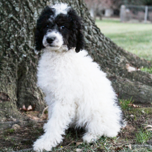 Poodle Puppy Macy