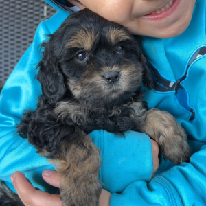 Cavapoo Puppy Miranda