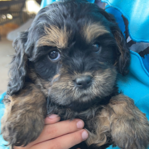 Cavapoo Puppy Miranda