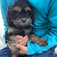 Cavapoo Puppy Miranda