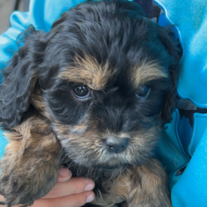 Cavapoo Puppy Miranda