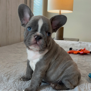 French Bulldog Puppy Bella Boo