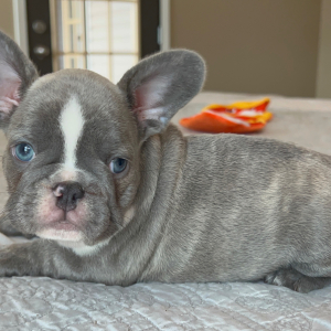 French Bulldog Puppy Bella Boo