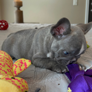 French Bulldog Puppy Bella Boo