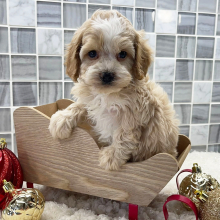 Cockapoo Puppy Ayden