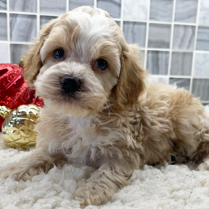 Cockapoo Puppy Ayden