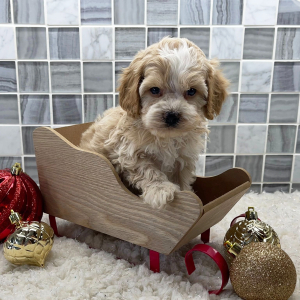 Cockapoo Puppy Ayden
