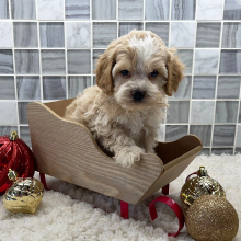 Cockapoo Puppy Ayden