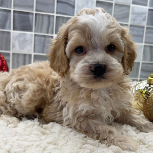 Cockapoo Puppy Ayden