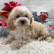 Cockapoo Puppy Ayden