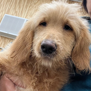 Goldendoodle Puppy Nicolas