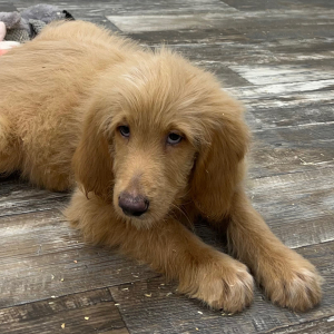 Goldendoodle Puppy Nicolas