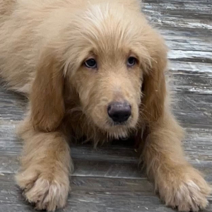 Goldendoodle Puppy Nicolas