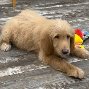 Goldendoodle Puppy Nicolas