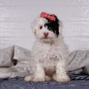 Poodle Puppy Sofie