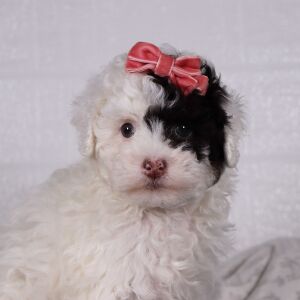 Poodle Puppy Sofie