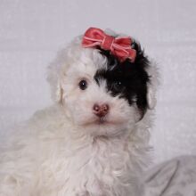 Poodle Puppy Sofie