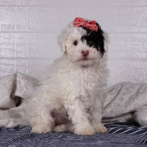 Poodle Puppy Sofie