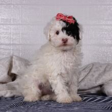 Poodle Puppy Sofie