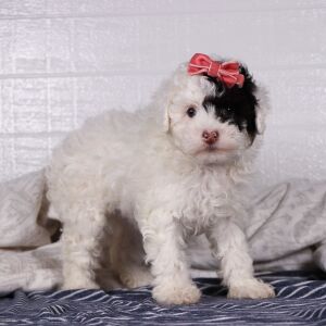 Poodle Puppy Sofie