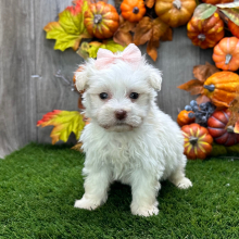 Havanese Puppy Britta