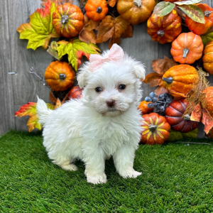 Havanese Puppy Britta