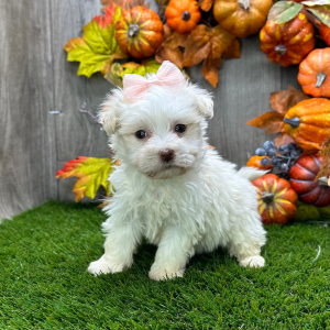 Havanese Puppy Britta
