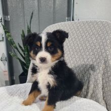 Australian Shepherd Puppy Kyrie
