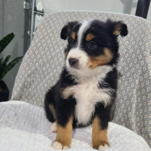 Australian Shepherd Puppy Kyrie